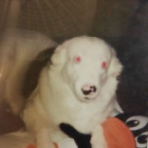 Meet your Posher, Sue